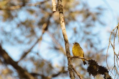 Low angle view of bird perching on tree