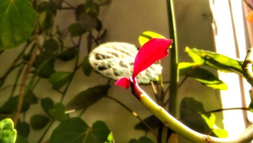 Close-up of red flower