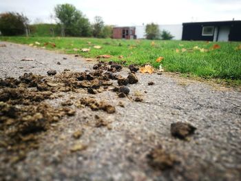 Surface level of dirt road amidst field