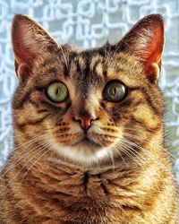 Close-up portrait of a cat