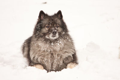 Dog on snow field during winter