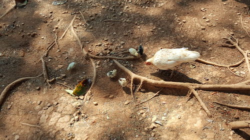 High angle view of bird on sand