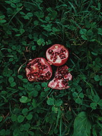 High angle view of strawberry on plant