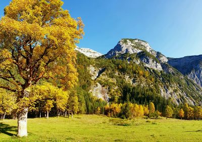 Trees on landscape against sky during autumn