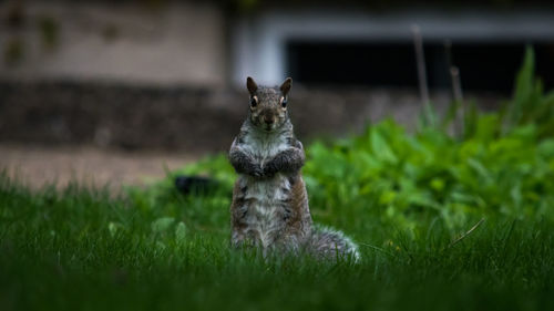 Close-up of squirrel on field