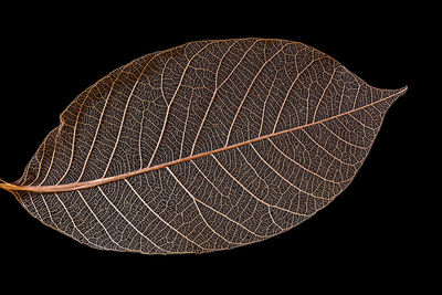 Close-up of dry leaf against black background