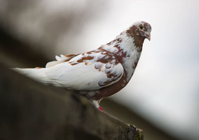 Close-up of bird perching outdoors