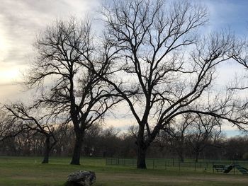 Bare trees on field against sky