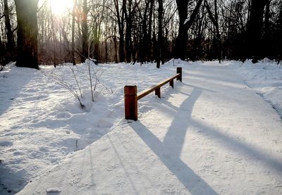 Snow covered trees