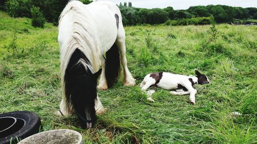 Horse with foal on grassy field
