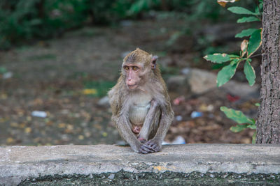 Monkey sitting on wall