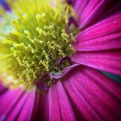 Macro shot of pink flower