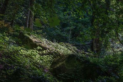 Close-up of moss on tree in forest