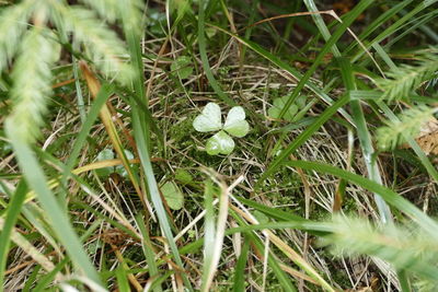 Close-up of white flower blooming in field