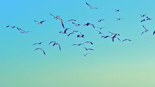 Low angle view of birds flying against clear blue sky