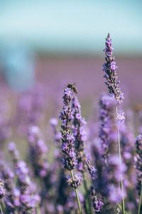 Close-up of purple flowering plant on field