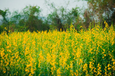 Scenic view of oilseed rape field