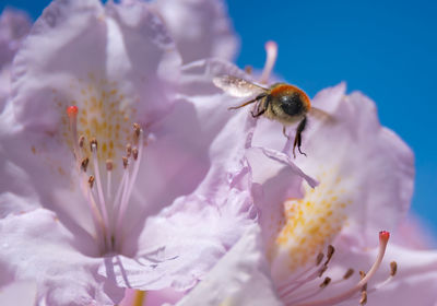 Close-up of bee pollinating on flower