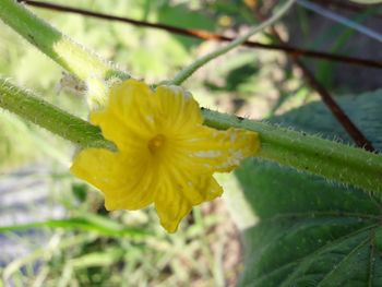 Close-up of yellow flower