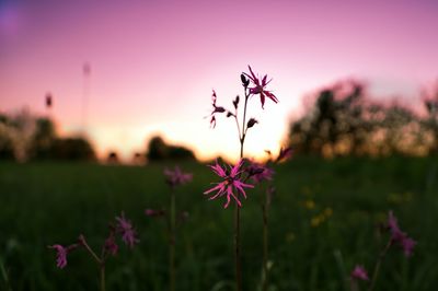 Close-up of pink flowering plants on field against sky