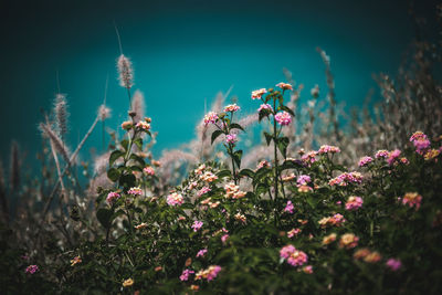 Close-up of pink flowering plants on field