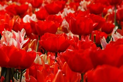 Full frame shot of red tulips