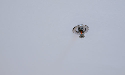 Low angle view of insect on wall