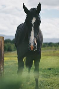 Horse standing on field against sky