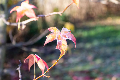 Close-up of maple leaves on tree