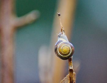 Close-up of snail