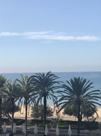 Palm trees on beach against sky