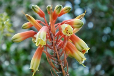 Close-up of flowers against blurred background