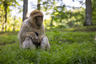 Monkey sitting in a field