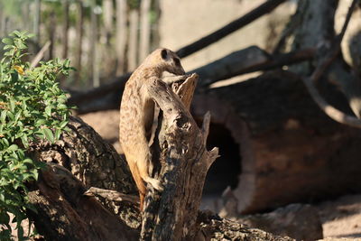 Lizard on tree trunk