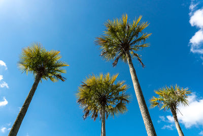 Low angle view of palm trees against blue sky