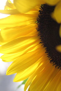 Macro shot of yellow flower