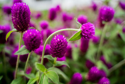 Close-up of pink flowering plant