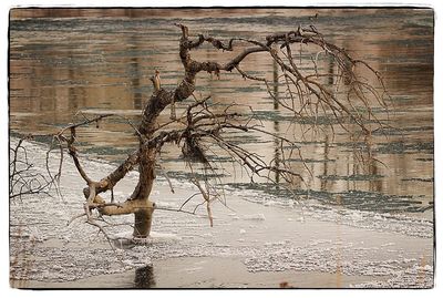 Bare trees on snow covered landscape