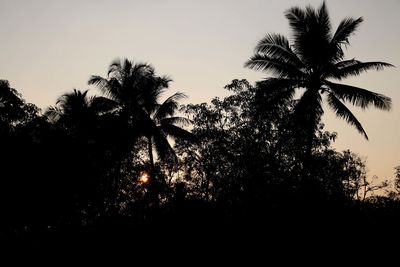 Low angle view of silhouette palm trees against sky during sunset