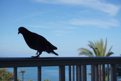 Bird perching on railing against sky