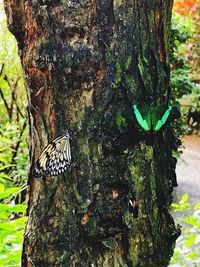 Close-up of butterfly on tree trunk