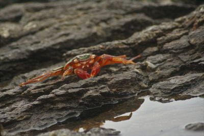 Close-up of red leaf