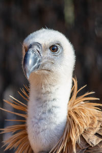 Close-up of a bird looking away
