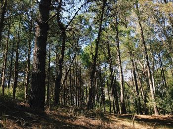 Low angle view of trees in forest