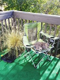 Cat relaxing on chair