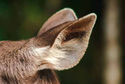 Close-up of cat