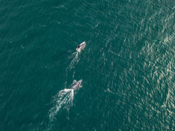 High angle view of fish swimming in sea