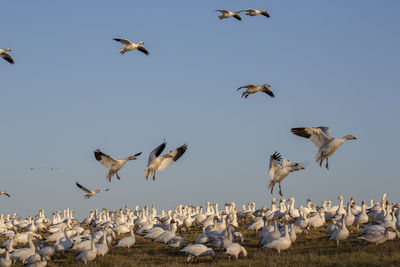 Seagulls flying against clear sky