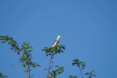 Low angle view of bird perching on tree against clear sky during sunny day