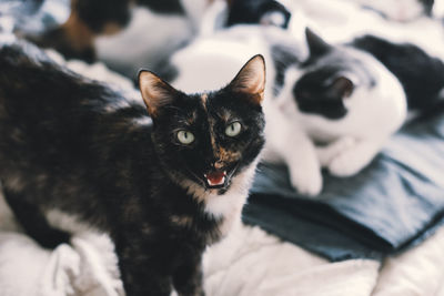 Close-up portrait of a cat